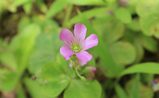ムラサキカタバミ2 ムラサキカタバミ2 花,紫,ピンクの写真素材