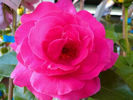 薔薇 薔薇の写真