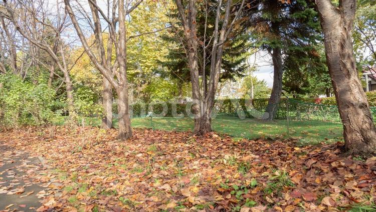 落ち葉の風景写真 2 落ち葉,葉,秋の写真素材