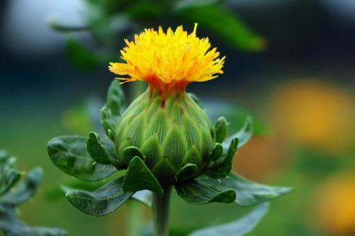 Photo, safflower hata, safflower, red, 