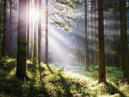 森の日差し_AS000011の写真