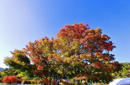 秋晴れに映えるカラフルなもみじの紅葉 紅葉,もみじ,秋の写真素材
