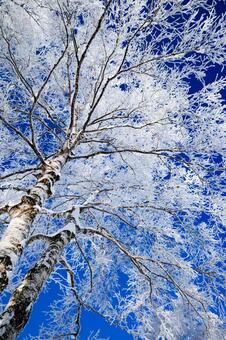 霧氷と青空 霧氷,大木,防風林の写真素材