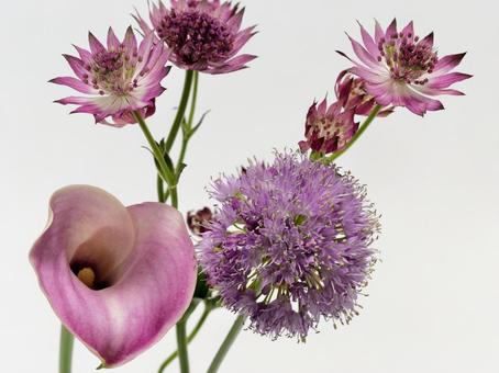 赤紫色の花たち 赤紫色の花たちの写真