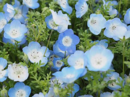 アップのネモフィラ ネモフィラ,花,青の写真素材