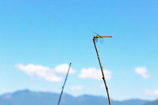 奥日光 青空とトンボ 夏 奥日光 青空とトンボ 夏の写真