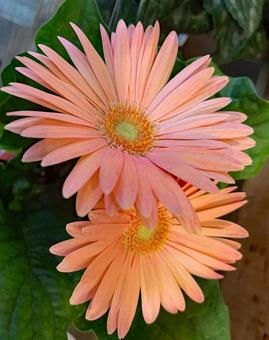 ガーベラ　花 ガーデニング,園芸,花の写真素材