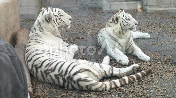 ホワイトタイガーの親子 ホワイトタイガー,東武動物公園,親子の写真素材