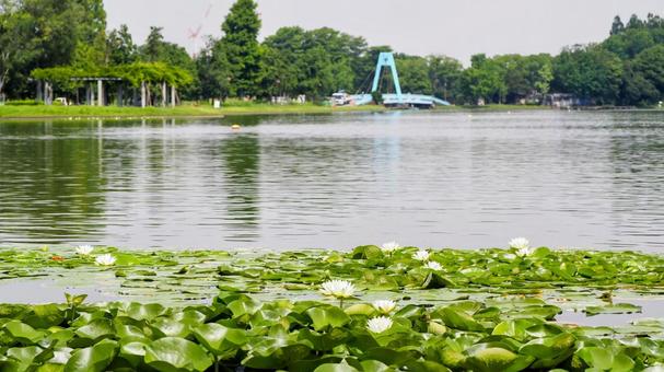 夏の水元公園・池の睡蓮&水元大橋・葛飾区 夏の水元公園・池の睡蓮&水元大橋・葛飾区の写真