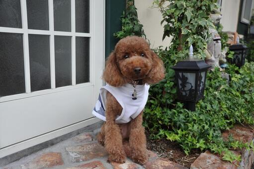 玄関前でお座りするトイプードル トイプードル,動物,哺乳類の写真素材