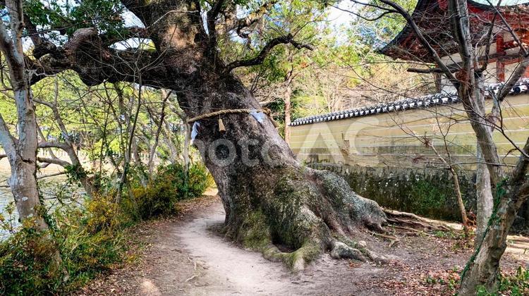 大貞八幡宮薦神社の神秘的な御神木 御神木,薦神社,大分県の写真素材