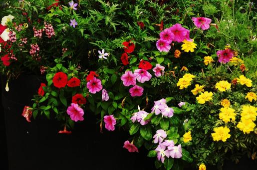 カラフルな花 カラフルな花の写真