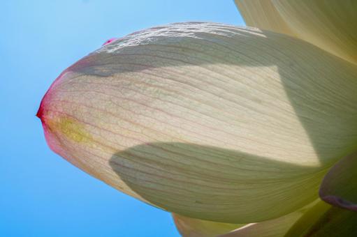 青空と蓮の花びら 青空と蓮の花びら 蓮の花,花びら,夏の花の写真素材