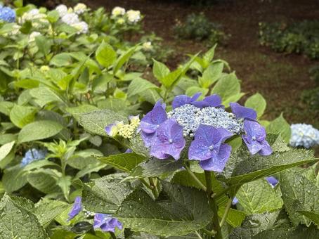 紫陽花 紫陽花の写真