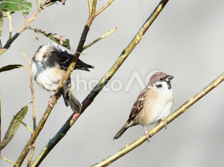 枝につかまるペアのスズメ 鳥,野鳥,スズメの写真素材
