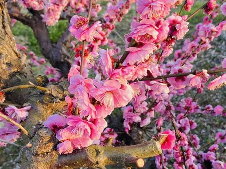 可愛い ピンク の梅の花 可愛い ピンク の梅の花の写真