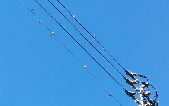 電線ツバメ 絶妙なソーシャルディスタンス 電線ツバメ 絶妙なソーシャルディスタンス ツバメ,電線,集合の写真素材