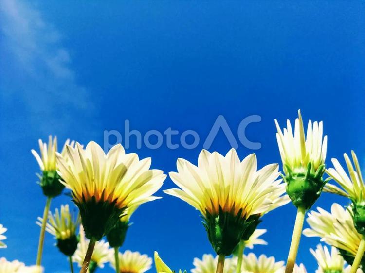花　ガザニア　ガザニアと青空　がざにあ　勲章菊　クンショウグク　あなたを誇りに思う　きらびやか　潔白　 ガザニア,ガザニアと青空,青空の写真素材