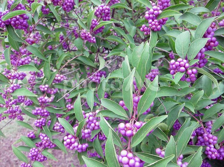 ムラサキシキブの実 ムラサキシキブ,実,植物の写真素材