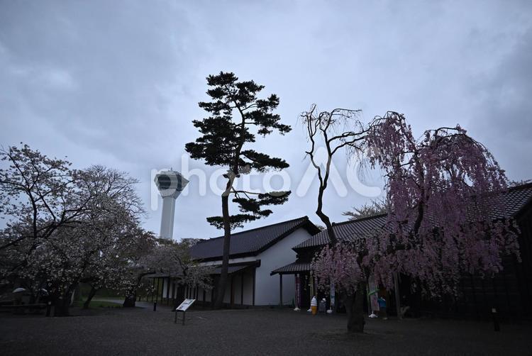 函館　五稜郭　桜 函館,五稜郭,五稜郭タワーの写真素材