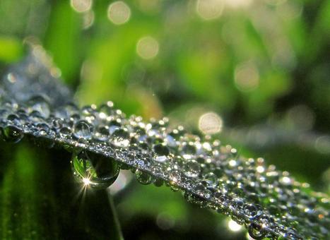 水滴と朝の光Water drops 水滴と朝の光Water dropsの写真