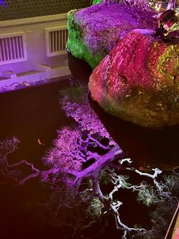 越前陶芸村　陶あかり　福井県陶芸館 福井,越前市,伝統工芸の写真素材