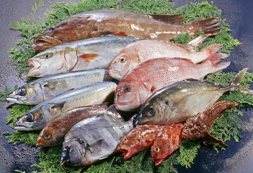 鮮魚集合 鮮魚集合 魚,鮮魚,海の幸の写真素材