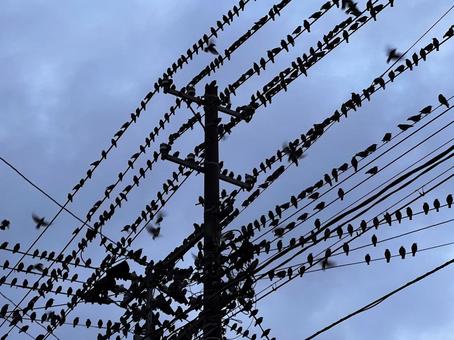 Photo, crow, big group, telegraph pole, 