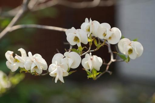 春の花 春の花の写真