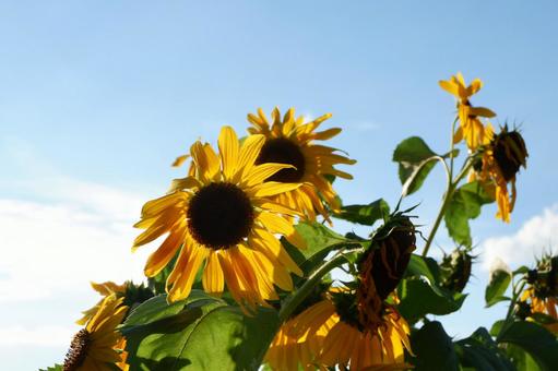 ひまわり ひまわりの写真