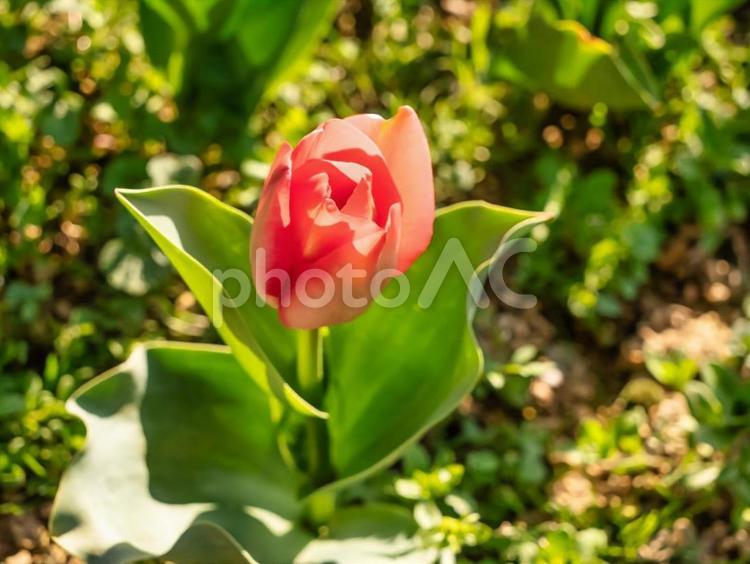 赤いチューリップ 赤いチューリップ チューリップ,植物,赤の写真素材