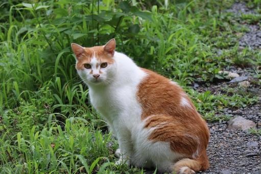 緑の草むらと砂利道にいるニケ猫 緑,草むら,砂利道の写真素材