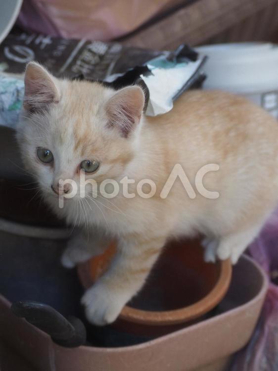 不安定なところに立つ子猫 ねこ,ネコ,猫の写真素材
