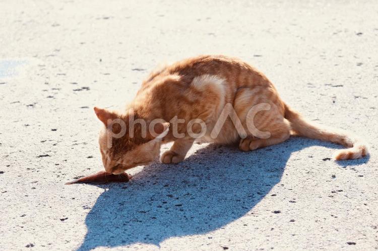 魚を食べる野良猫 猫,海,島の写真素材