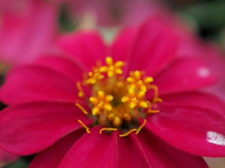 close up of zinnia, JPG