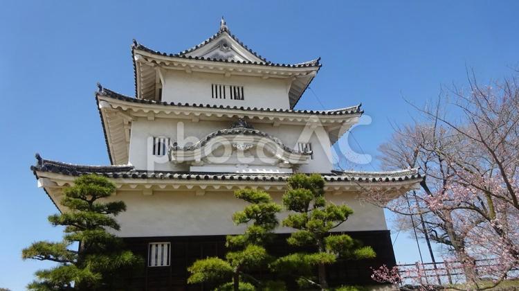 丸亀城　天守　桜 丸亀城,桜,雅の写真素材