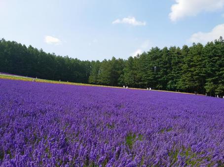 ラベンダー畑 ラベンダー畑の写真