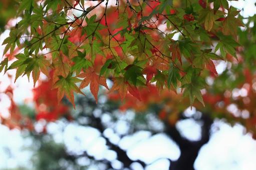 紅葉 紅葉の写真