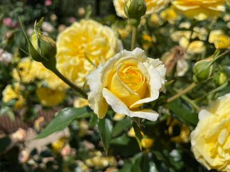 薔薇3 薔薇3の写真