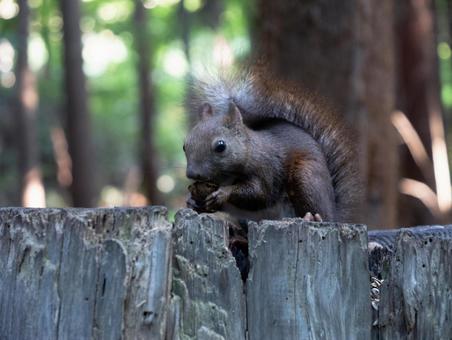 Photo, ezolith, a squirrel, animal, 