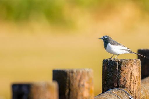柵にとまるセグロセキレイ・コピースペースの写真