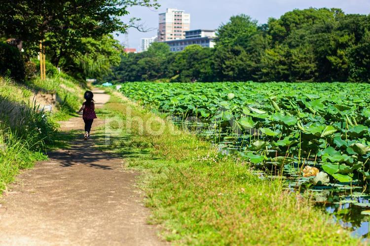 夏の木陰と走る子供 子供,走る,散歩道の写真素材