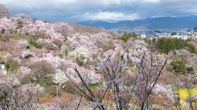 花見山から見える桜と福島の街並み 桜,さくら,春の写真素材
