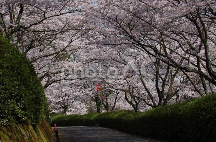 桜 -愛媛県西条市 市民の森にて- 桜,西条市,愛媛県の写真素材