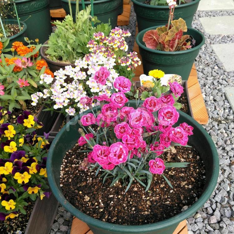 花のある日常 鉢植えの花,庭先,趣味の写真素材