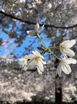 桜の花 桜,春,空の写真素材