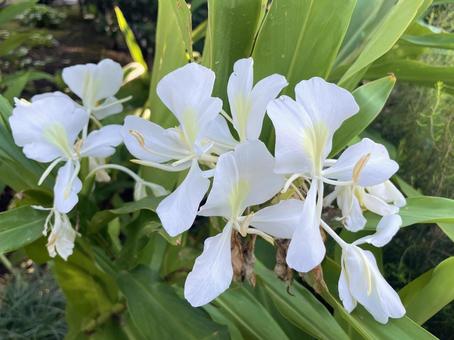 ジンジャー(生姜)の白い花 シュクシャ,白い花,香の写真素材