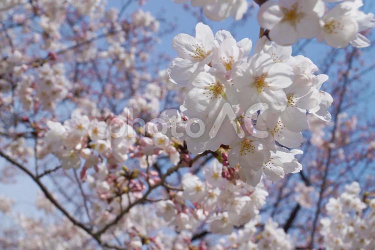 桜のイメージ３ blossom,cherry,sakuraの写真素材