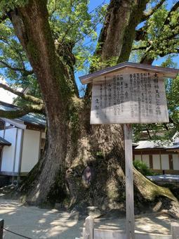 天然記念物の大楠 天然記念物の大楠の写真