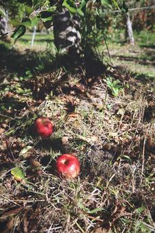 りんご りんご,秋,赤の写真素材